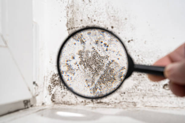 Best Residential Mold Inspection & Testing  in Leoti, KS